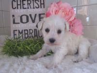 Schnoodle Puppies for sale in Canton, OH, USA. price: NA