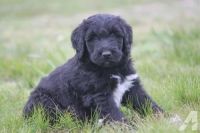 Schnoodle Puppies for sale in Tulsa, OK, USA. price: NA