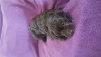 Schnoodle Puppies for sale in Buckhead, GA 30625, USA. price: NA