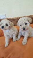 Schnoodle Puppies for sale in Fresno, CA, USA. price: NA