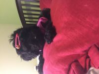 Schnoodle Puppies for sale in Merrillville, IN, USA. price: NA