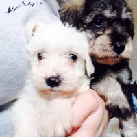 Schnoodle Puppies for sale in Los Angeles, CA 90005, USA. price: NA