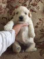 Schnoodle Puppies for sale in New York, NY, USA. price: NA