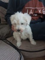 Schnoodle Puppies for sale in Lobelville, TN 37097, USA. price: NA