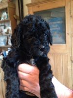 Schnoodle Puppies for sale in Putnam Valley, NY 10579, USA. price: NA