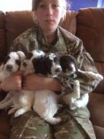 Schnoodle Puppies for sale in OR-99W, McMinnville, OR 97128, USA. price: NA