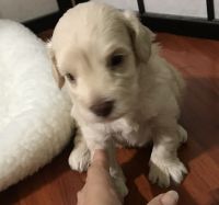 Schnoodle Puppies for sale in Panama City, FL, USA. price: NA