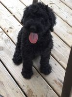 Schnoodle Puppies for sale in Austin, TX, USA. price: NA
