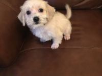 Schnoodle Puppies for sale in Cambridge, MA, USA. price: NA