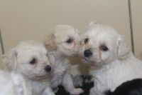 Schnoodle Puppies for sale in Austin, TX, USA. price: NA