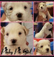 Schnoodle Puppies for sale in Kansas City, MO, USA. price: NA