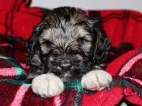 Schnoodle Puppies for sale in Jonesville, MI 49250, USA. price: NA