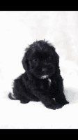 Schnoodle Puppies for sale in Queens, NY, USA. price: NA