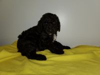 Schnoodle Puppies for sale in Middleburg, FL 32068, USA. price: NA