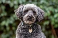 Schnoodle Puppies for sale in Chicago Ridge, IL, USA. price: NA