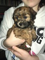 Schnoodle Puppies for sale in Virginia Beach, VA, USA. price: NA