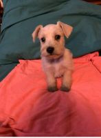 Schnoodle Puppies for sale in St Maries, ID 83861, USA. price: NA