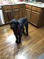 Schnoodle Puppies for sale in Charlotte, NC, USA. price: NA