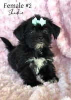 Schnorkie Puppies for sale in Spring, TX 77373, USA. price: NA