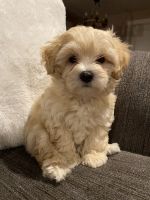 Schnorkie Puppies for sale in Vancouver, WA, USA. price: NA