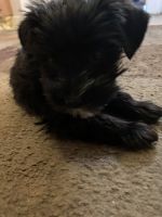 Schnorkie Puppies for sale in Rochester, NY, USA. price: NA