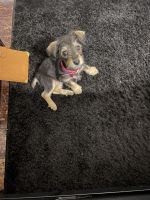 Schnorkie Puppies for sale in Columbia, SC, USA. price: NA