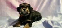 Schnorkie Puppies for sale in Columbus, GA 31907, USA. price: NA