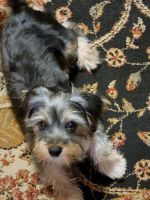 Schnorkie Puppies for sale in Northwood, OH, USA. price: NA