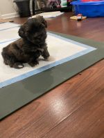 Schnorkie Puppies for sale in Plainfield, NJ, USA. price: NA