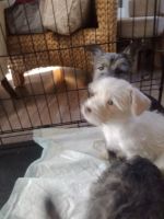 Schnorkie Puppies for sale in Gadsden, AL, USA. price: NA