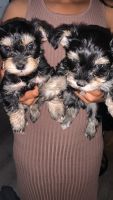 Schnorkie Puppies for sale in Kissimmee, FL, USA. price: $1,000