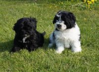 Schnorkie Puppies for sale in Houston, TX, USA. price: NA