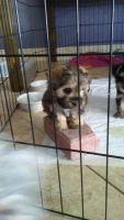 Schnorkie Puppies Photos