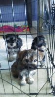Schnorkie Puppies Photos