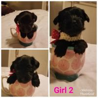 Schnorkie Puppies for sale in Dunlap, TN 37327, USA. price: NA