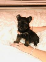 Schnorkie Puppies for sale in Katy, TX, USA. price: NA