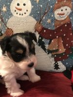Schnorkie Puppies for sale in Elkin, NC, USA. price: NA