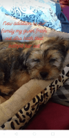 Schnorkie Puppies for sale in The Bronx, NY 10456, USA. price: NA