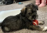 Schnorkie Puppies for sale in Middleton, ID 83644, USA. price: NA
