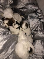 Schnorkie Puppies for sale in Indianapolis, IN, USA. price: NA