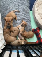 Schweenie Puppies for sale in Springfield, MA, USA. price: NA