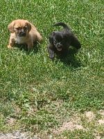 Schweenie Puppies for sale in Dayton, VA 22821, USA. price: $350