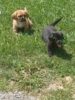 Schweenie Puppies for sale in Rockingham County, VA, USA. price: $300