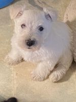Scoland Terrier Puppies for sale in Carbondale, Illinois. price: $1,200