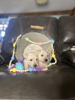 Scoland Terrier Puppies Photos
