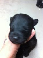 Scoland Terrier Puppies for sale in St. Louis, MO, USA. price: NA