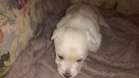 Scoland Terrier Puppies for sale in Buckeye, AZ, USA. price: NA