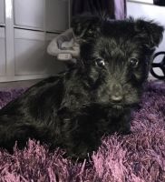 Scoland Terrier Puppies for sale in Bloomfield Ave, Bloomfield, CT 06002, USA. price: NA