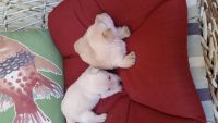 Scoland Terrier Puppies for sale in Houston, TX 77012, USA. price: NA