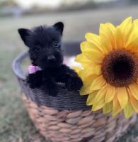 Scottish Terrier Puppies for sale in Waco, TX, USA. price: NA